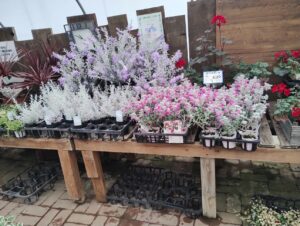七飯　工藤園芸　中のお花たち