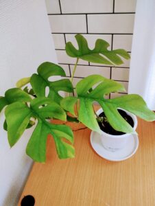 七飯　工藤園芸　姫モンステラ