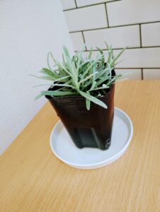 七飯　工藤園芸　プラチナラベンダー
