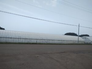 函館　いもっこ市 広大なハウス　アスパラ