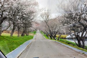 石崎地主海神社　八重桜の様子