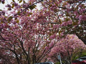 石崎地主海神社の八重桜