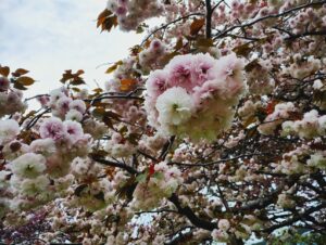 石崎地主海神社の八重桜