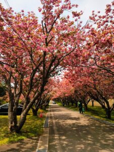 石崎地主海神社の八重桜