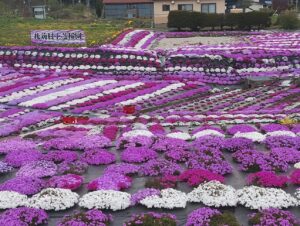 木古内　札苅村上芝桜園