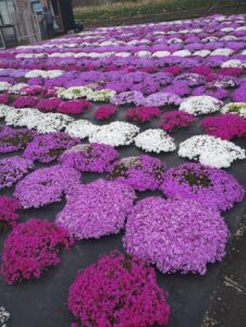 木古内　札苅村上芝桜園
