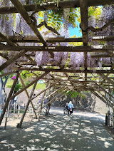 函館　五稜郭公園　藤棚