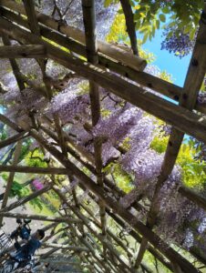 函館　五稜郭公園　藤棚