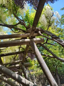 函館　五稜郭公園　藤棚　白藤