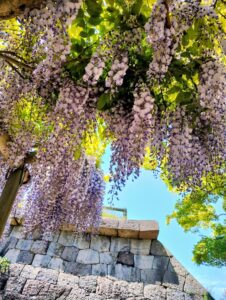 函館　五稜郭公園　藤棚