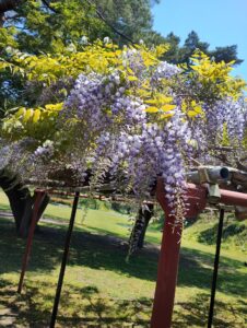 函館　五稜郭公園　函館奉行所の藤棚