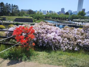 函館　五稜郭タワー　つつじ