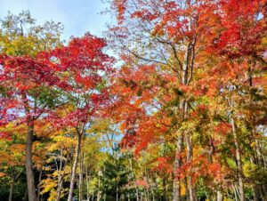 大沼国際セミナーハウス 紅葉風景