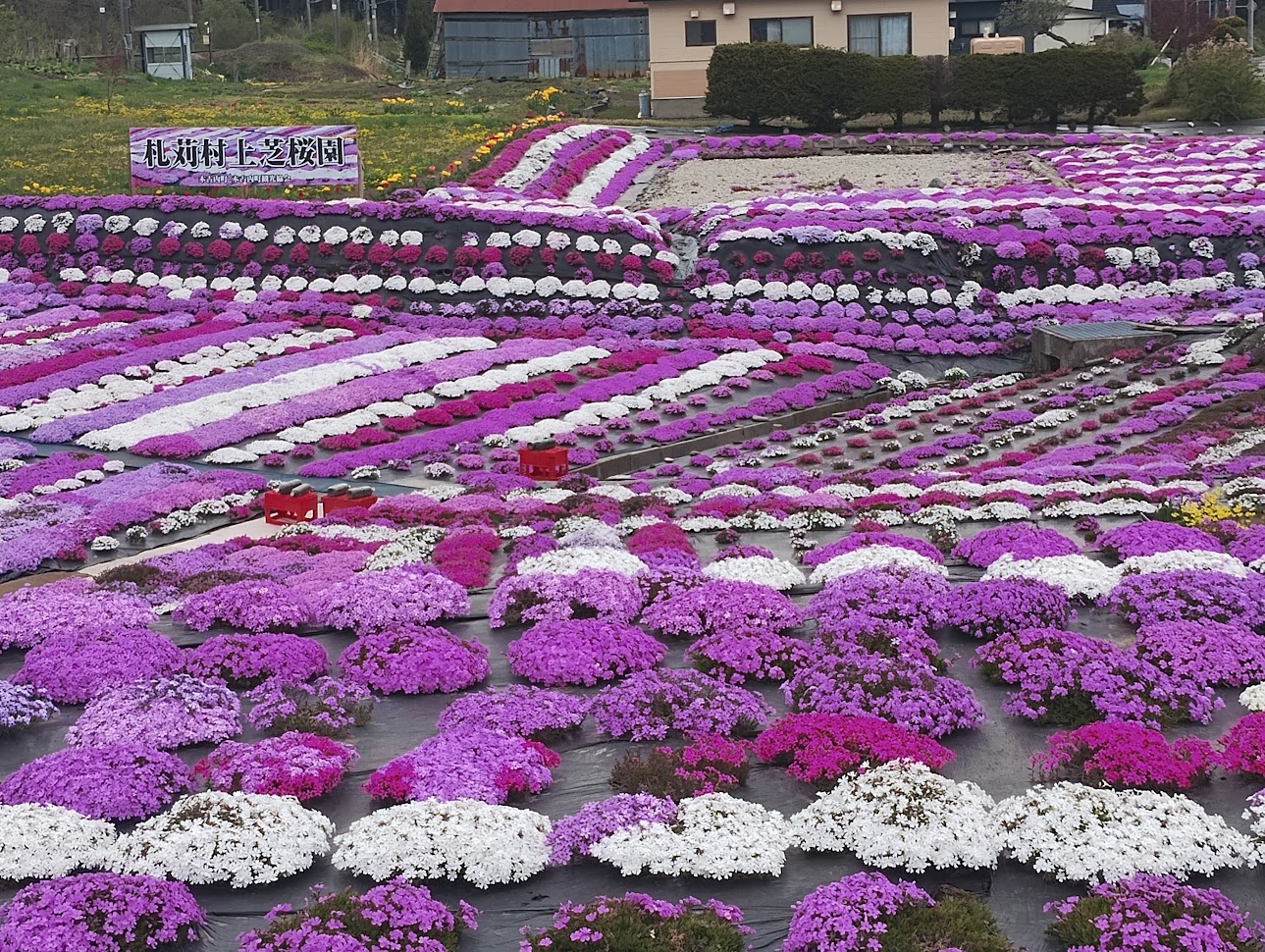 木古内　札苅村上芝桜園