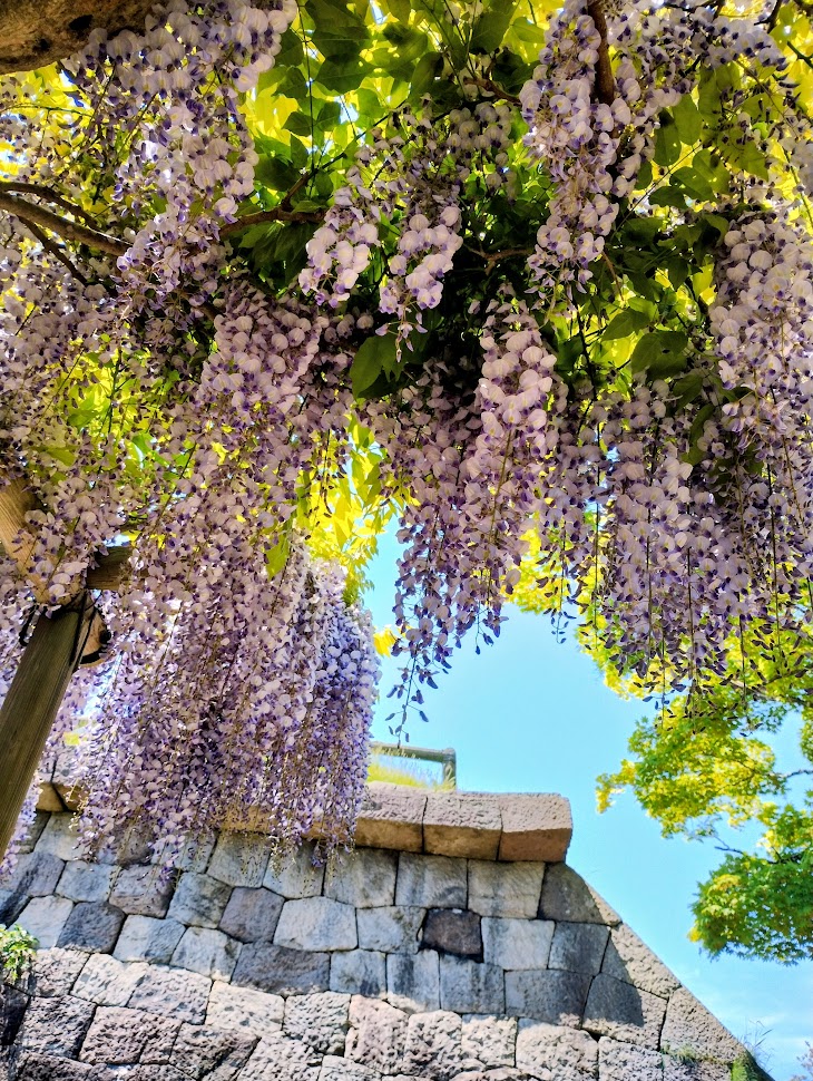 函館　五稜郭公園　藤棚